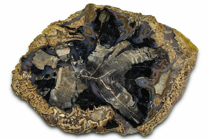 Petrified Wood (Schinoxylon) Round - Blue Forest, Wyoming #365859